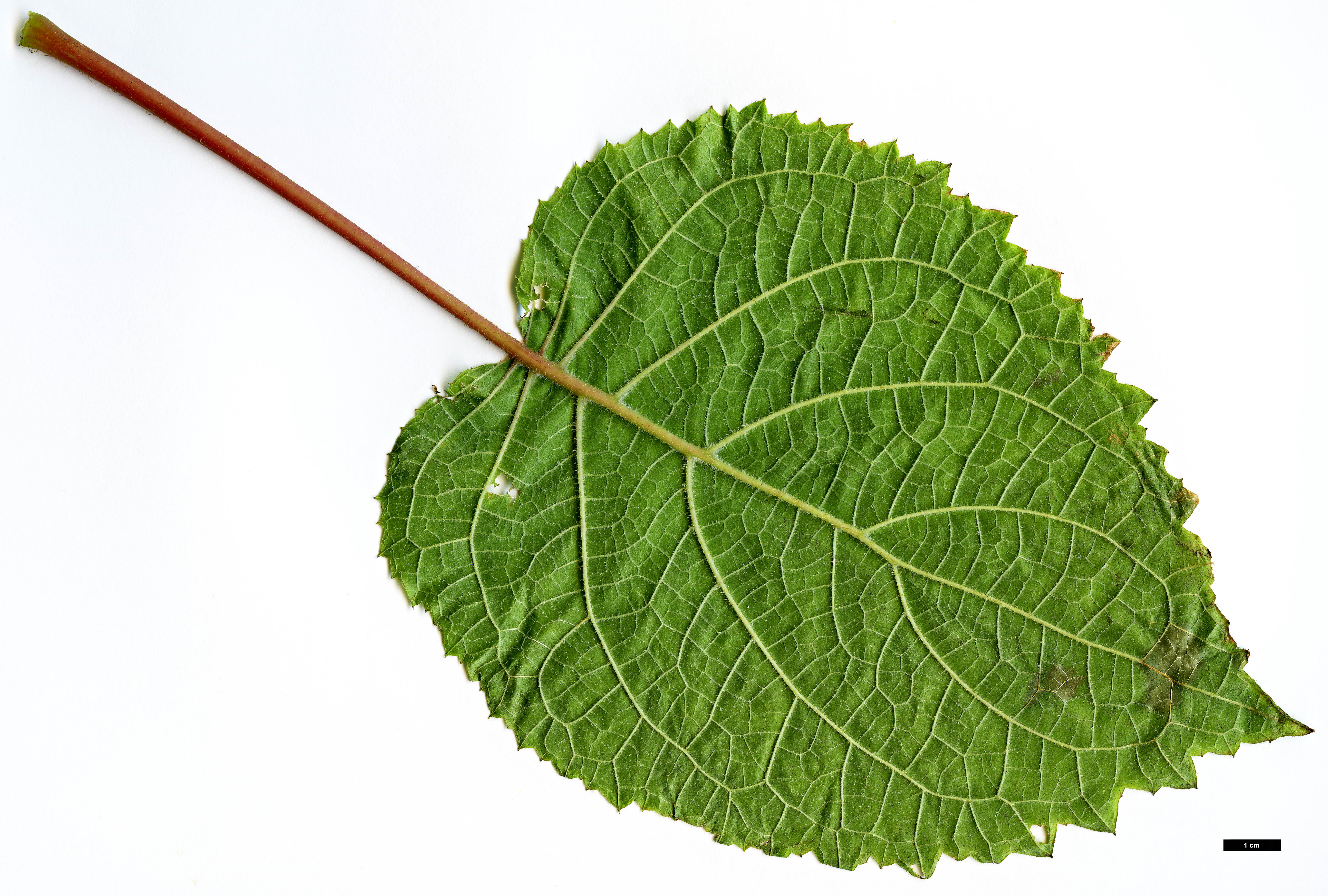 High resolution image: Family: Hydrangeaceae - Genus: Hydrangea - Taxon: longipes - SpeciesSub: var. fulvescens